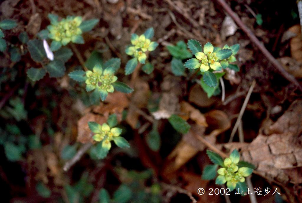 マウスホイールで拡大