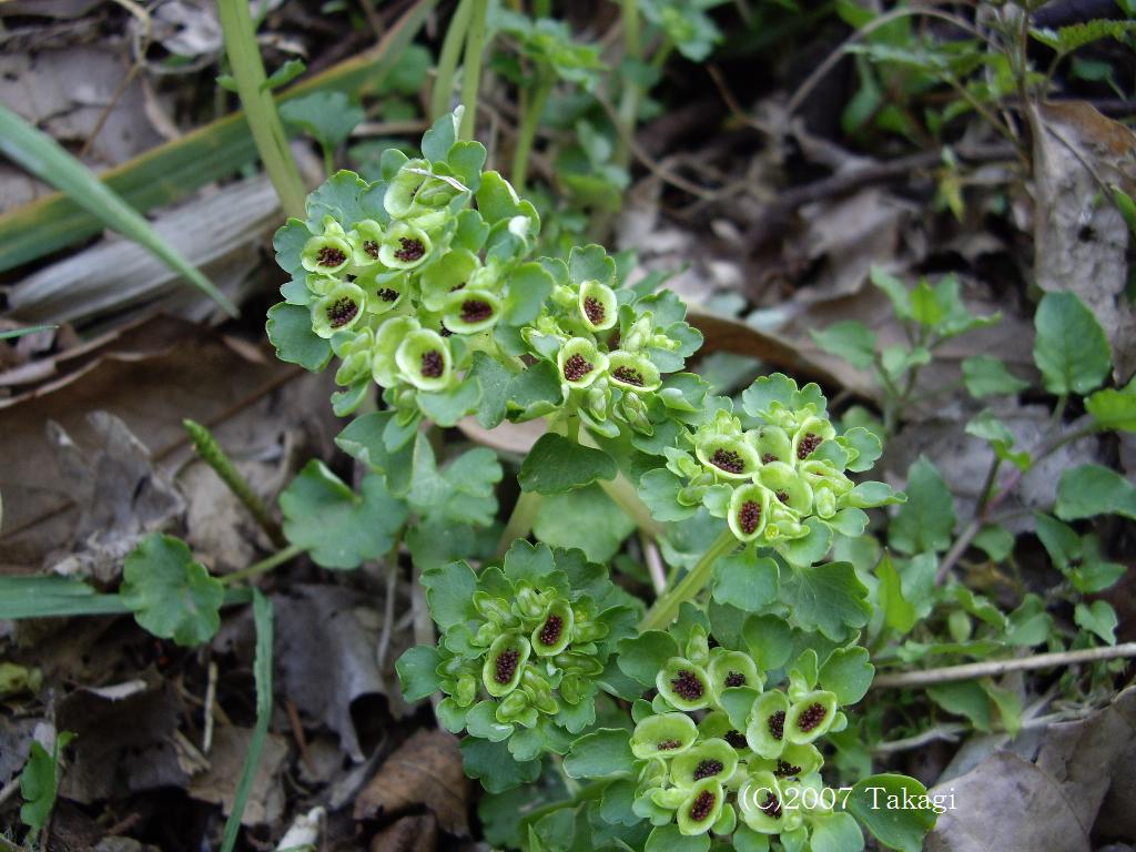 マウスホイールで拡大