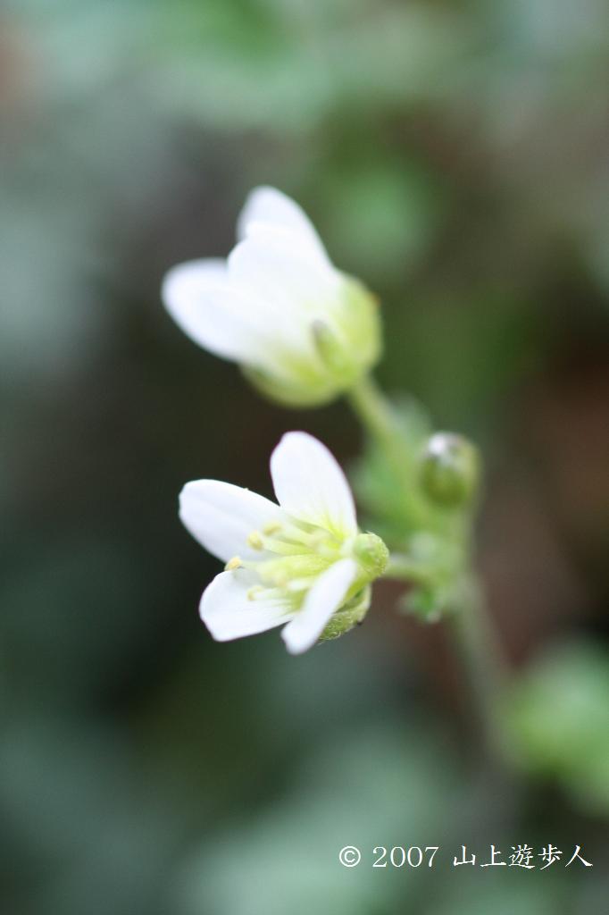 マウスホイールで拡大