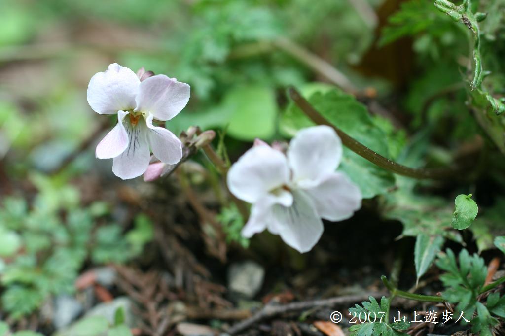 マウスホイールで拡大