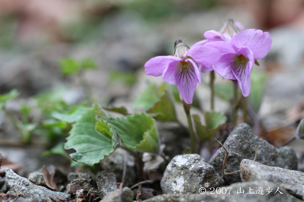 マウスホイールで拡大