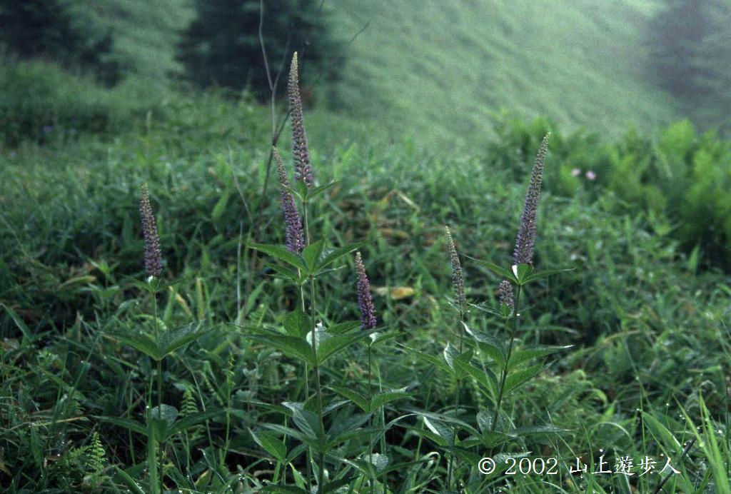 マウスホイールで拡大