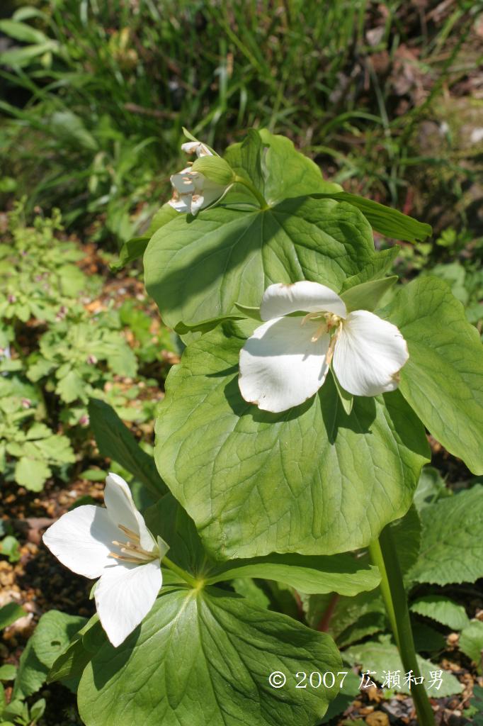 マウスホイールで拡大