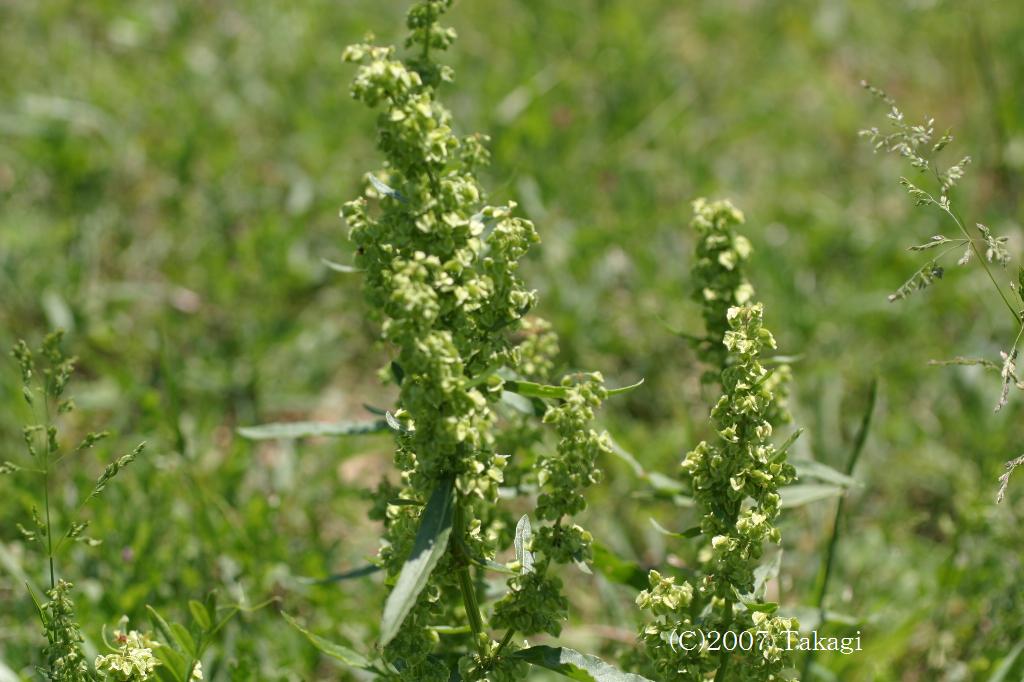 マウスホイールで拡大