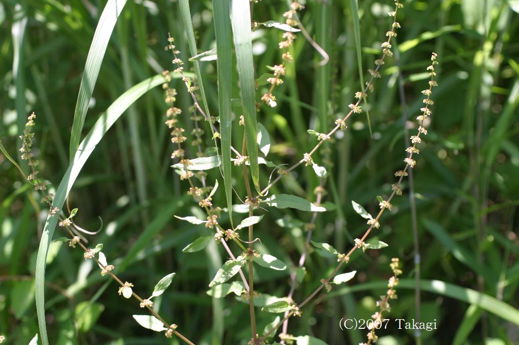 マウスホイールで拡大