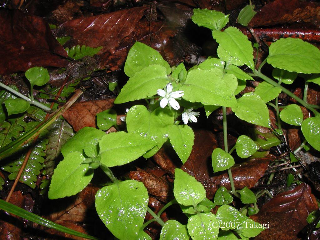 マウスホイールで拡大