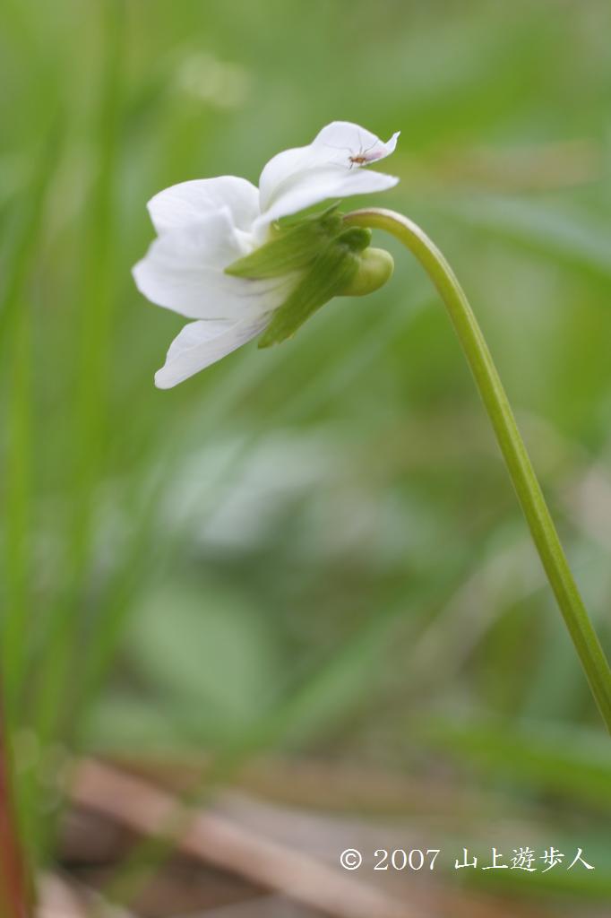 マウスホイールで拡大