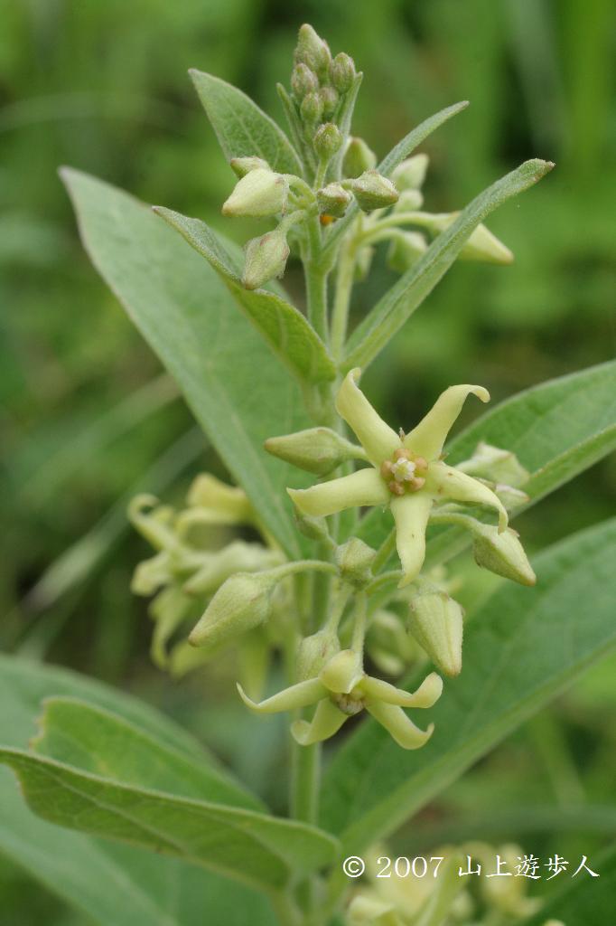 マウスホイールで拡大