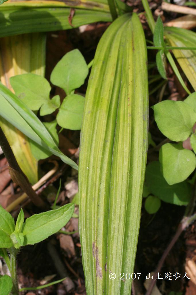 マウスホイールで拡大