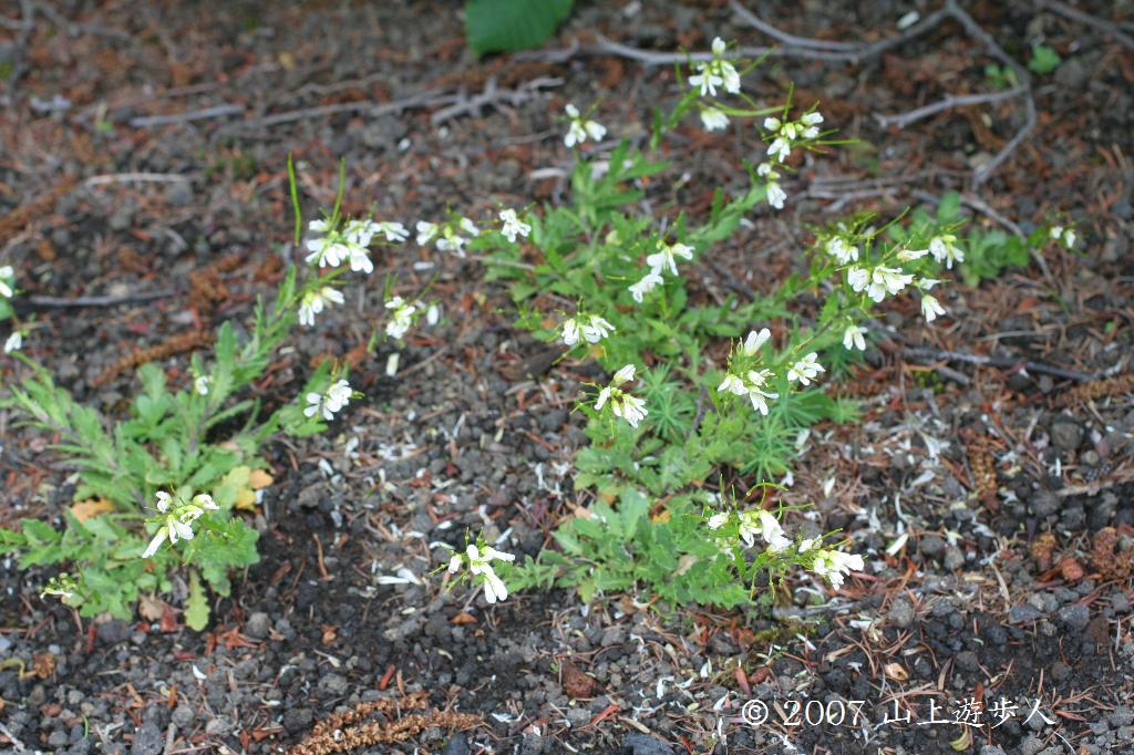 マウスホイールで拡大