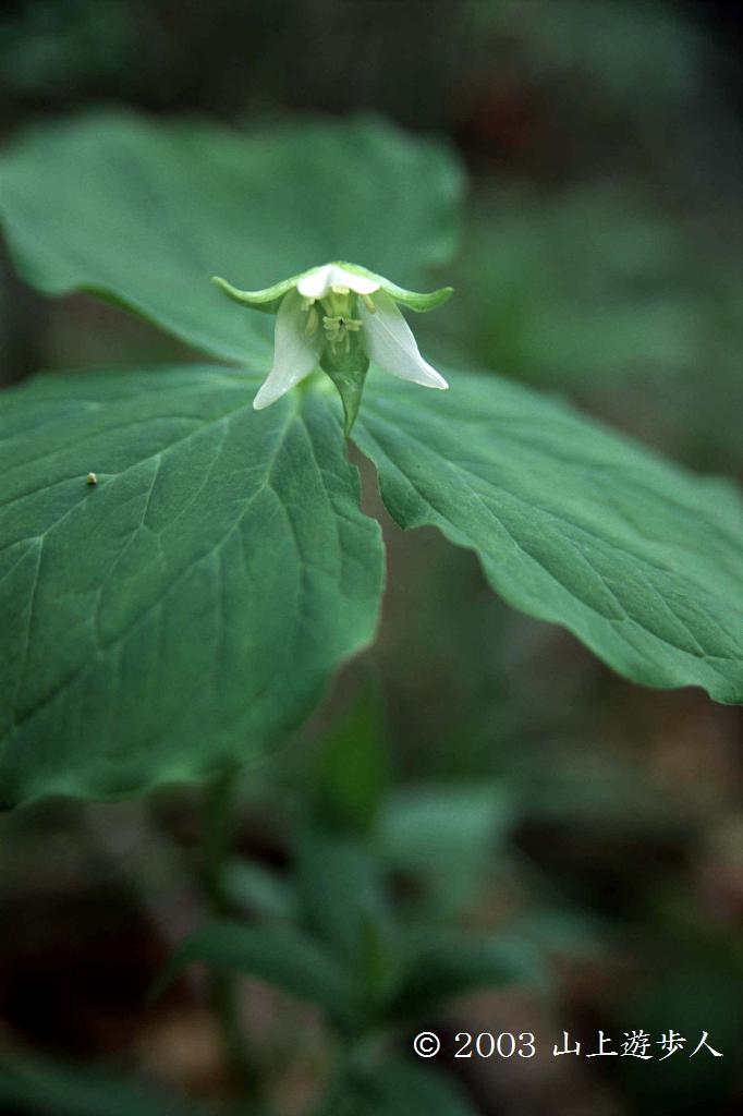 マウスホイールで拡大