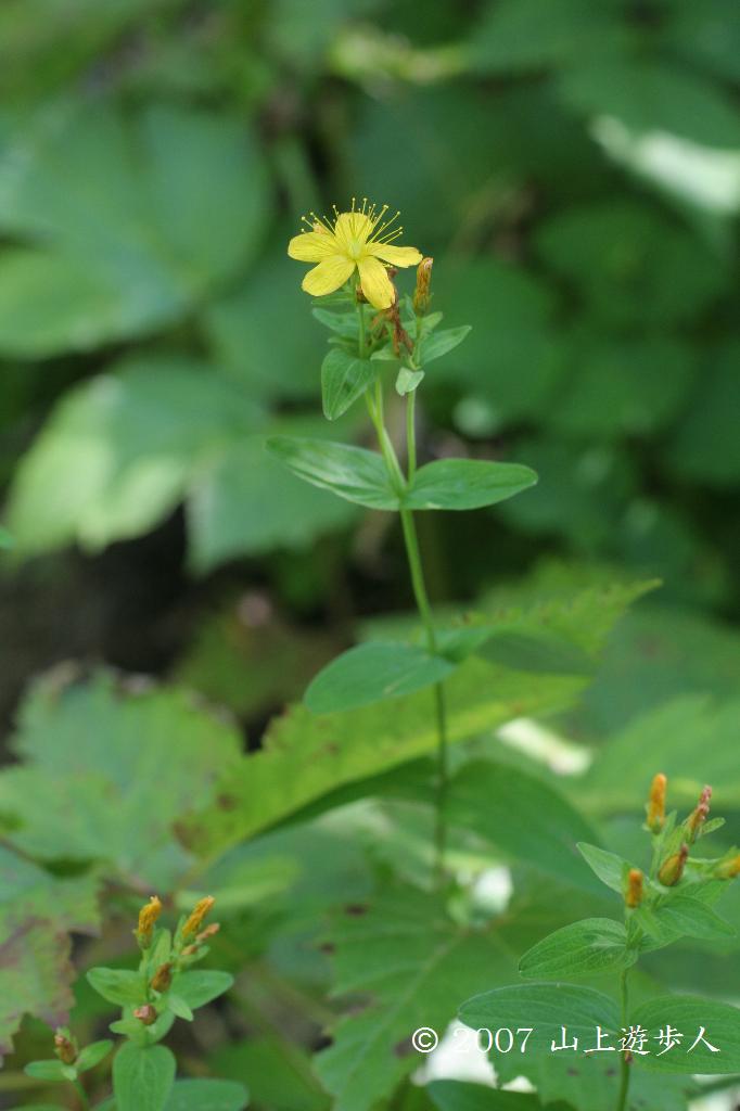 マウスホイールで拡大