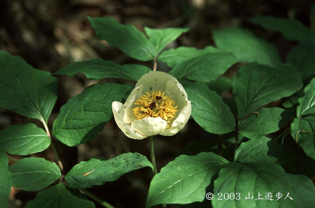 マウスホイールで拡大