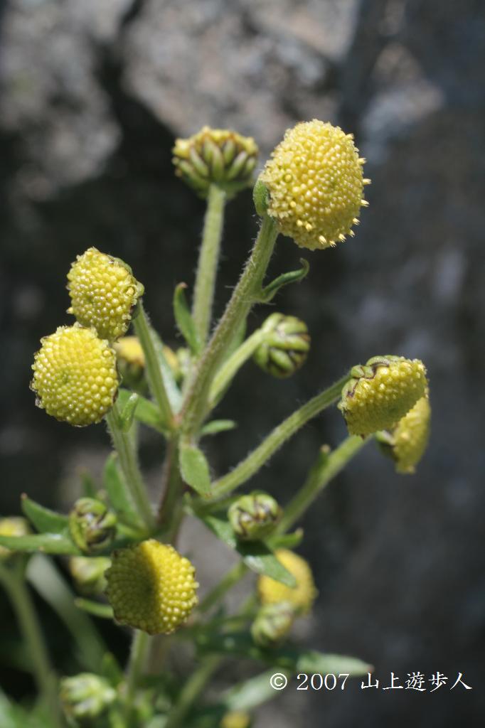 マウスホイールで拡大