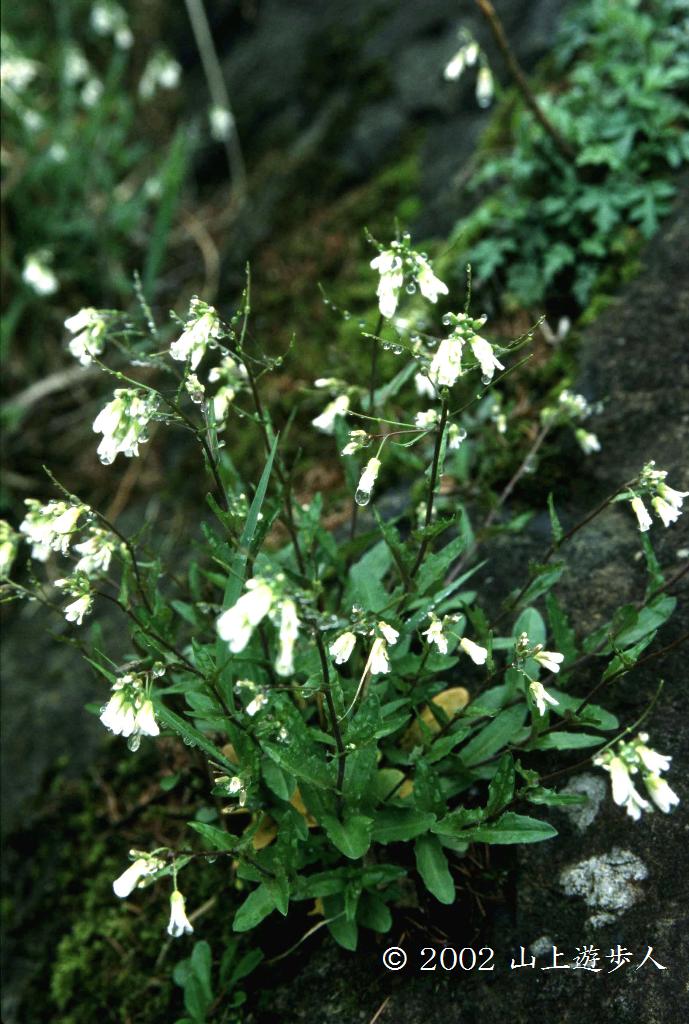 マウスホイールで拡大