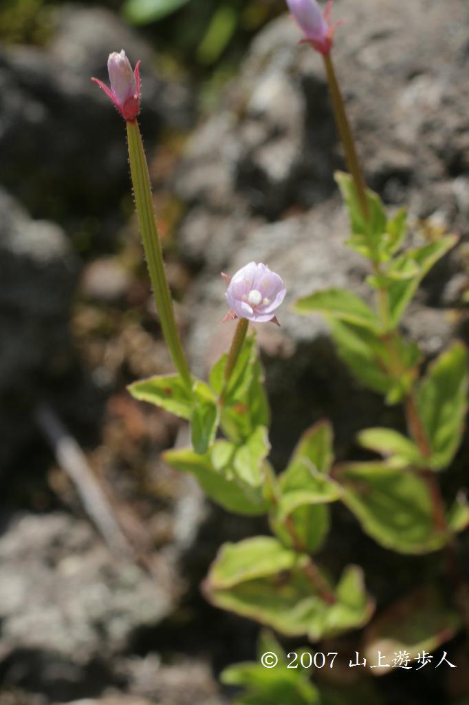 マウスホイールで拡大