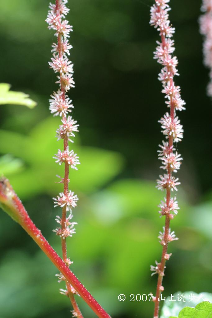 マウスホイールで拡大