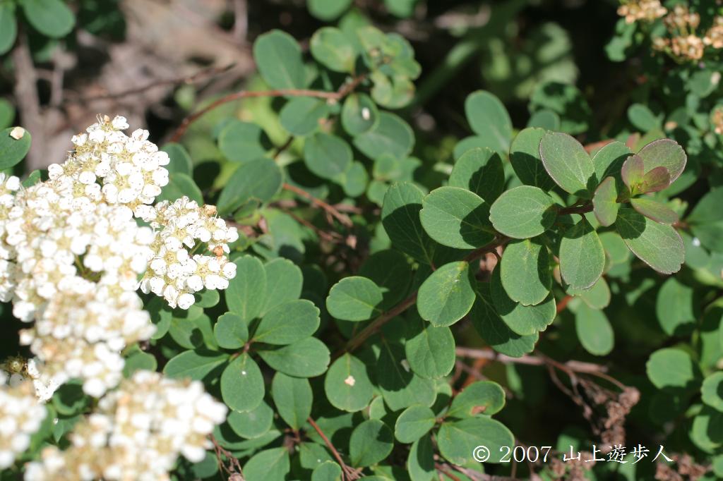 マウスホイールで拡大