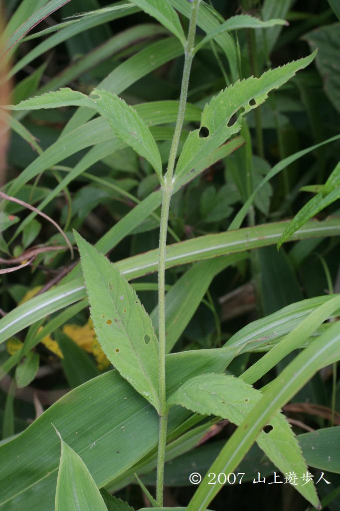 マウスホイールで拡大