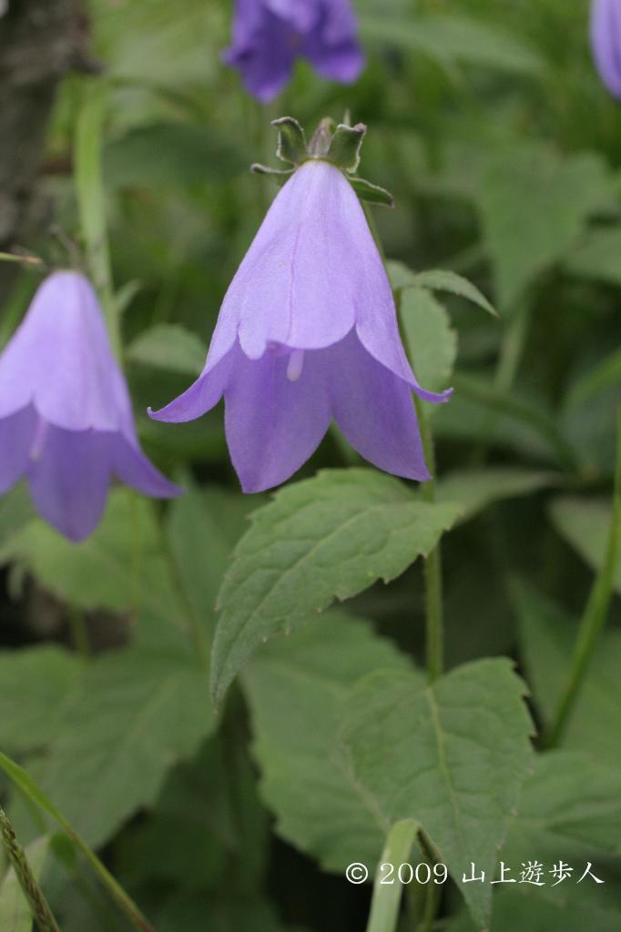 マウスホイールで拡大