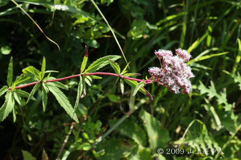 マウスホイールで拡大