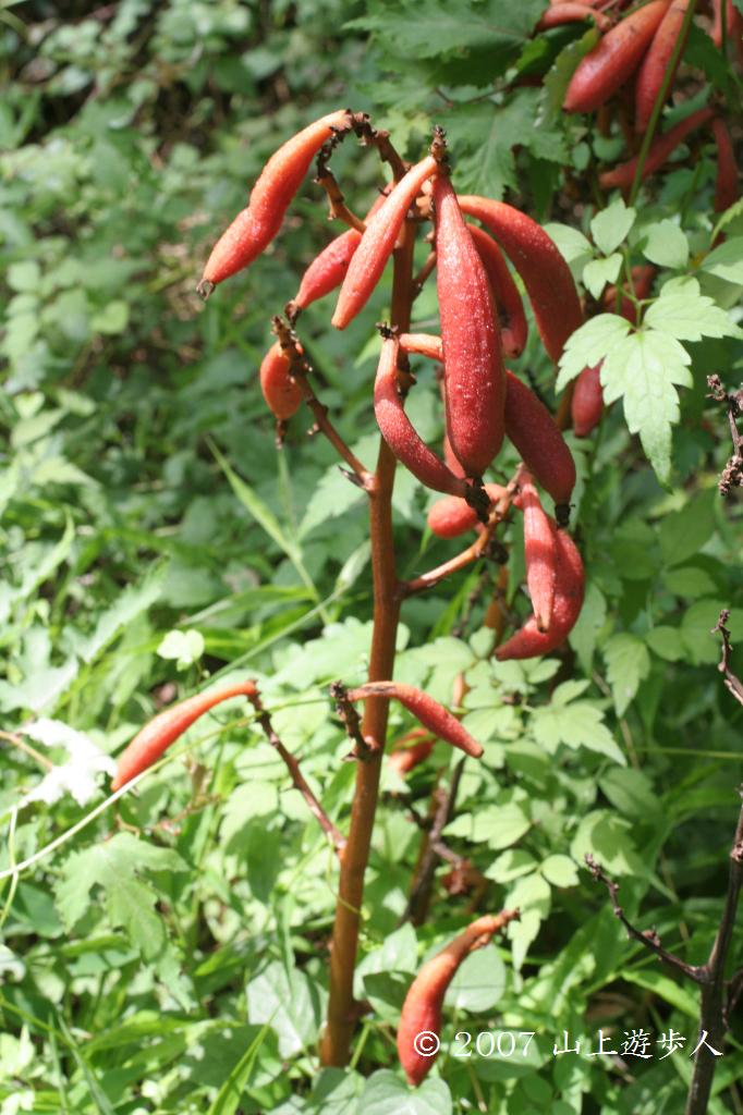 マウスホイールで拡大