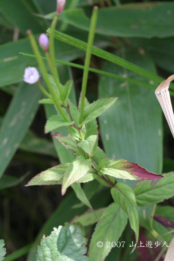 マウスホイールで拡大