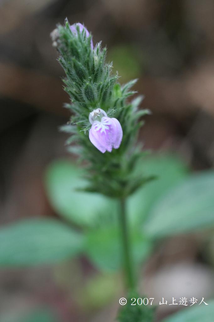 マウスホイールで拡大