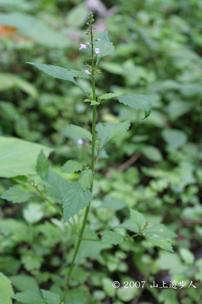 マウスホイールで拡大