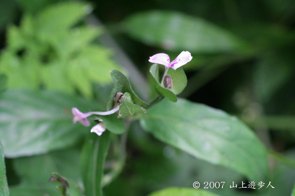 マウスホイールで拡大