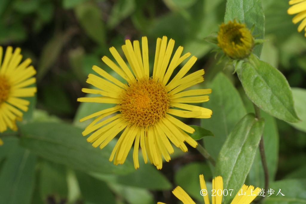 マウスホイールで拡大