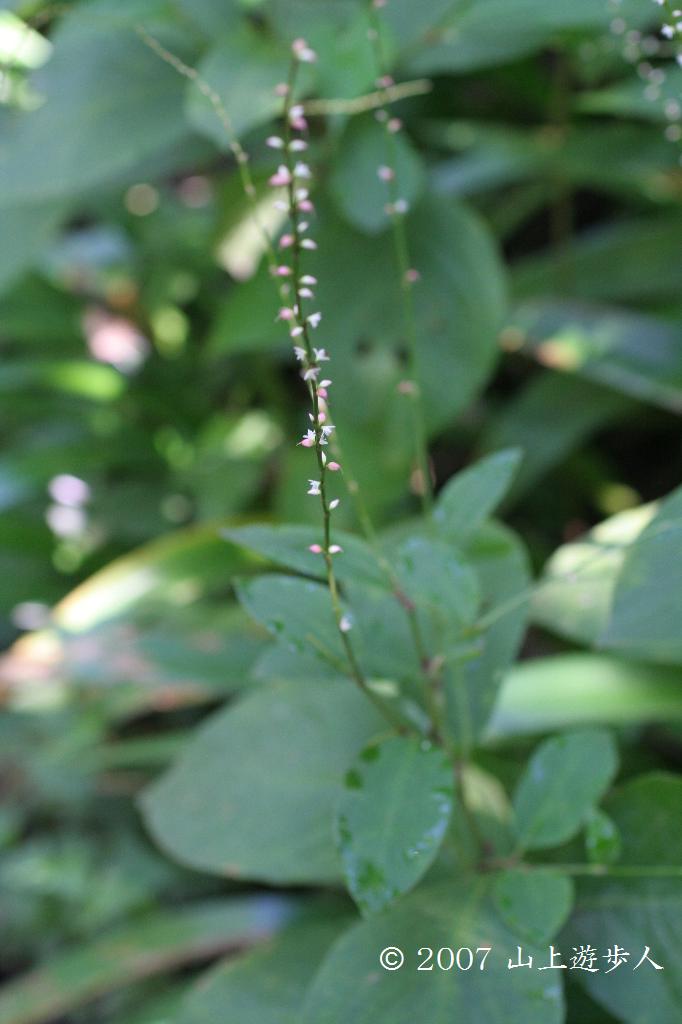 マウスホイールで拡大