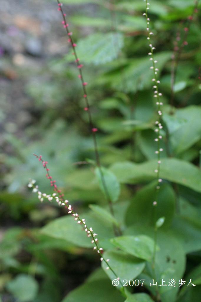 マウスホイールで拡大