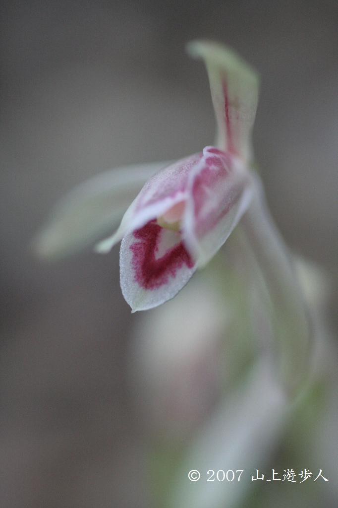 マウスホイールで拡大