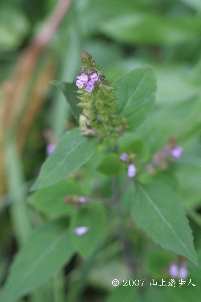 マウスホイールで拡大