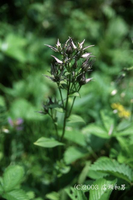 マウスホイールで拡大