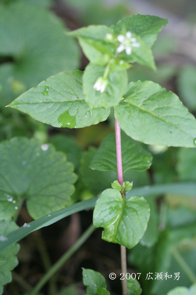 マウスホイールで拡大