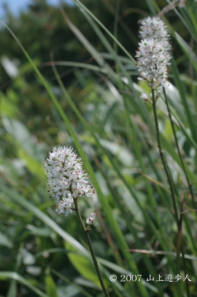 マウスホイールで拡大