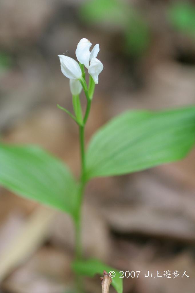 マウスホイールで拡大