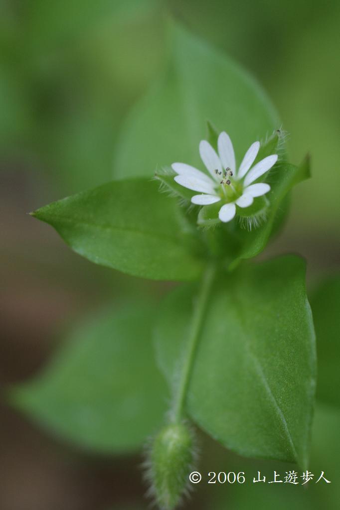 マウスホイールで拡大