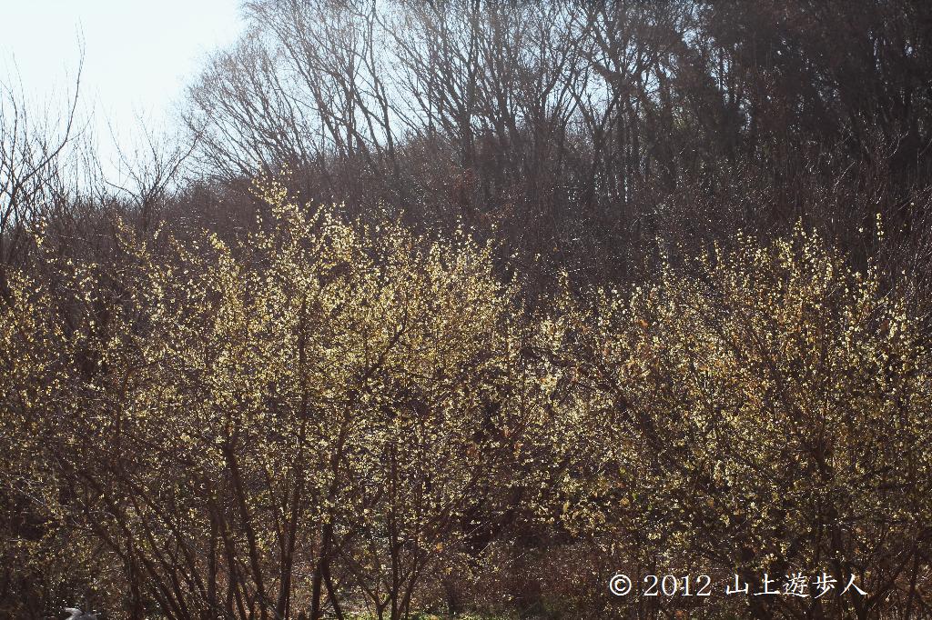 マウスホイールで拡大