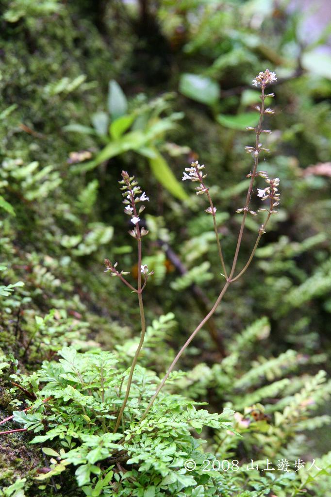 マウスホイールで拡大