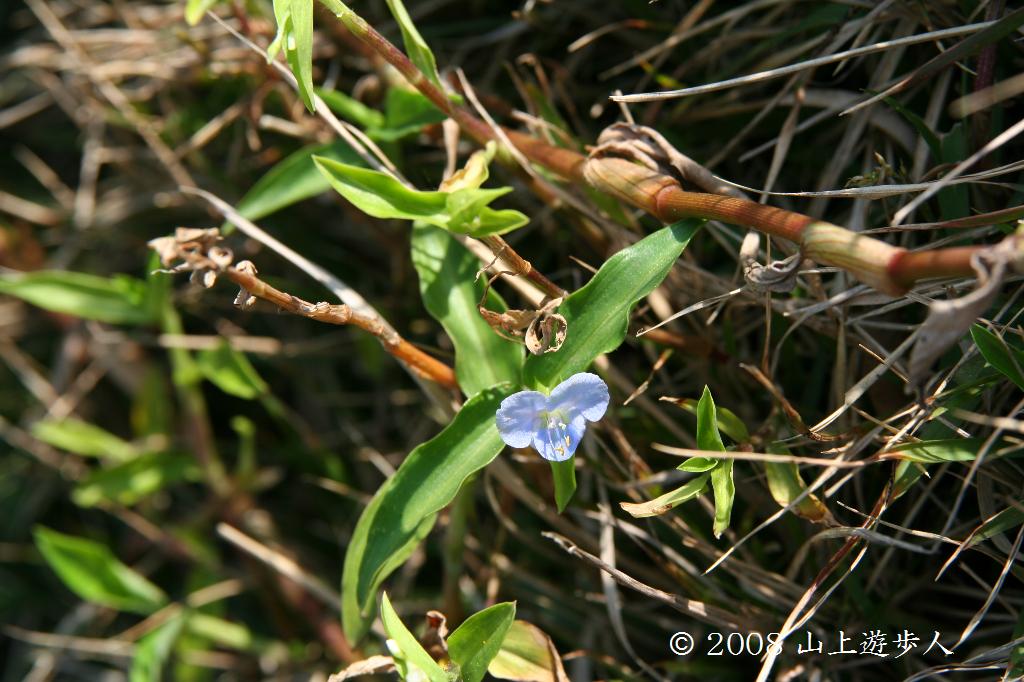 マウスホイールで拡大