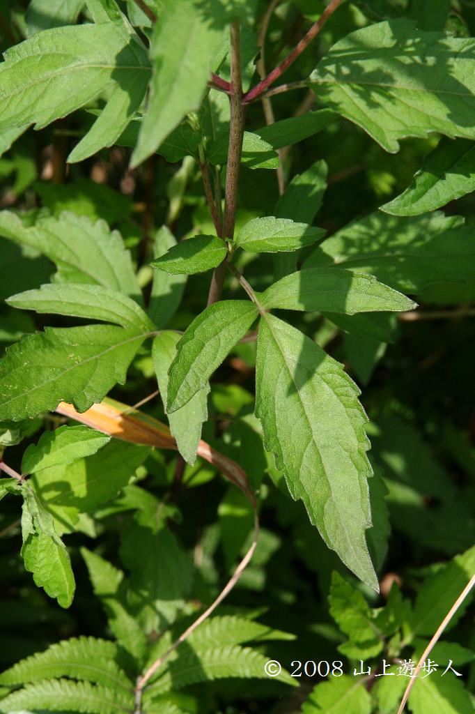 マウスホイールで拡大