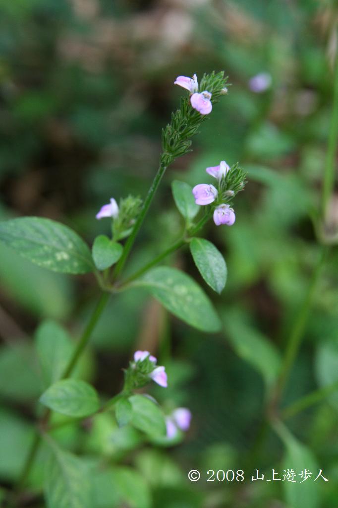 マウスホイールで拡大