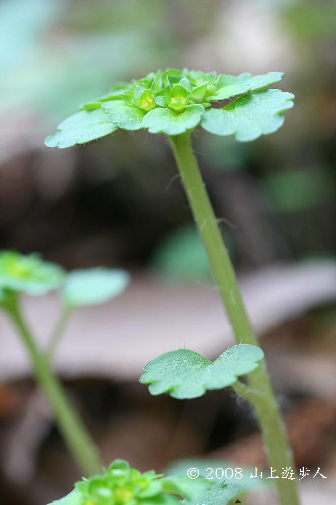 マウスホイールで拡大