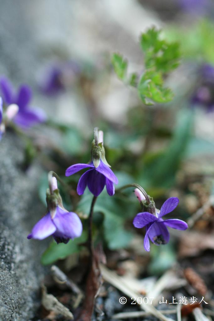 マウスホイールで拡大