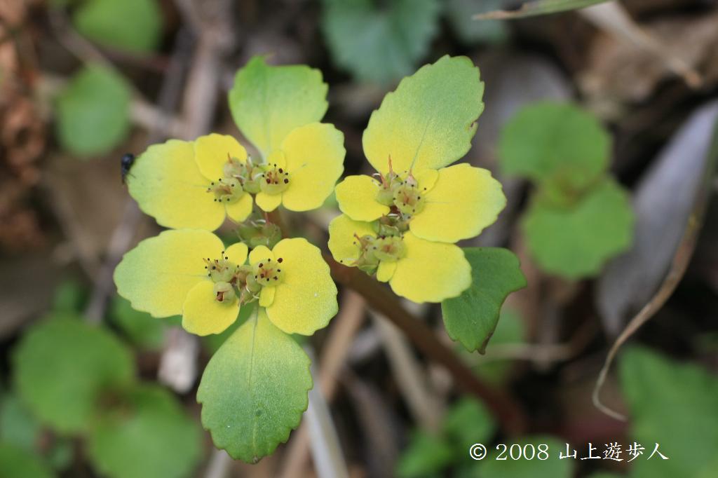 マウスホイールで拡大