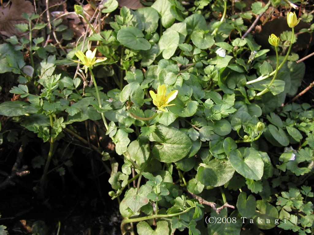 マウスホイールで拡大