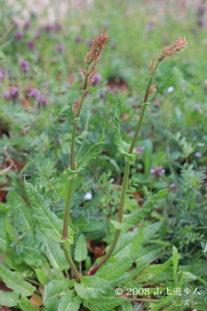 マウスホイールで拡大